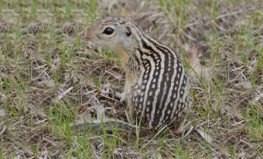 Get Rid of Ground Squirrels Everything You Need to Know Wildlife Pros