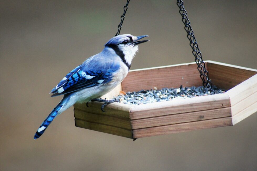 prevent mice around bird feeders