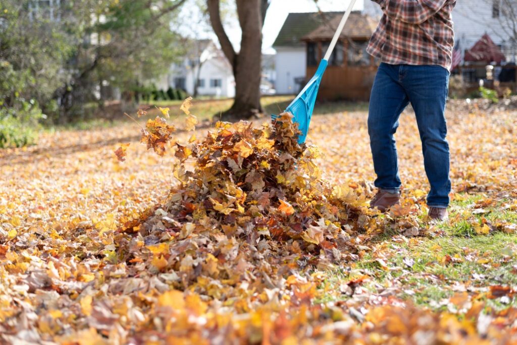 pest control in the fall, clean yard debris
