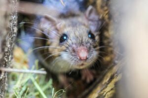 House Mouse Control Experts