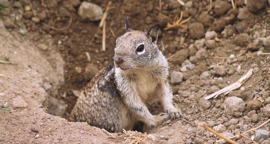 Get rid of ground squirrels