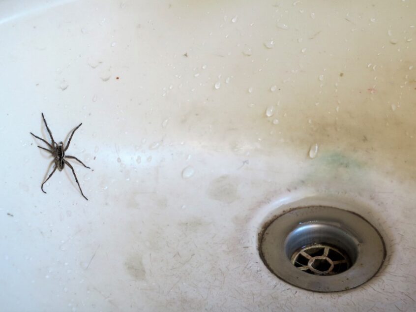 Why are Spiders in my Bathroom? Wildlife Pros