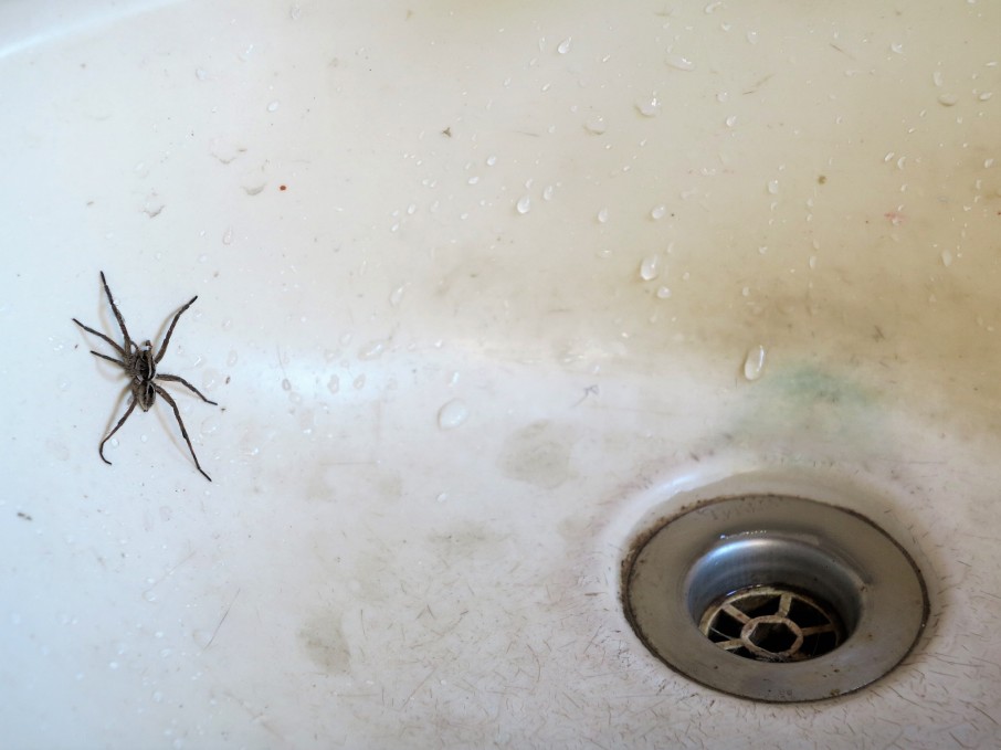 spiders in the bathroom