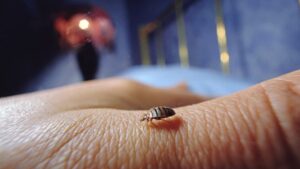 how to get rid of bed bugs