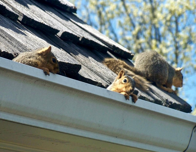 squirrel removal, get rid of squirrels