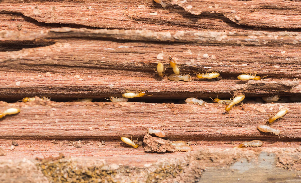 termite problems at home