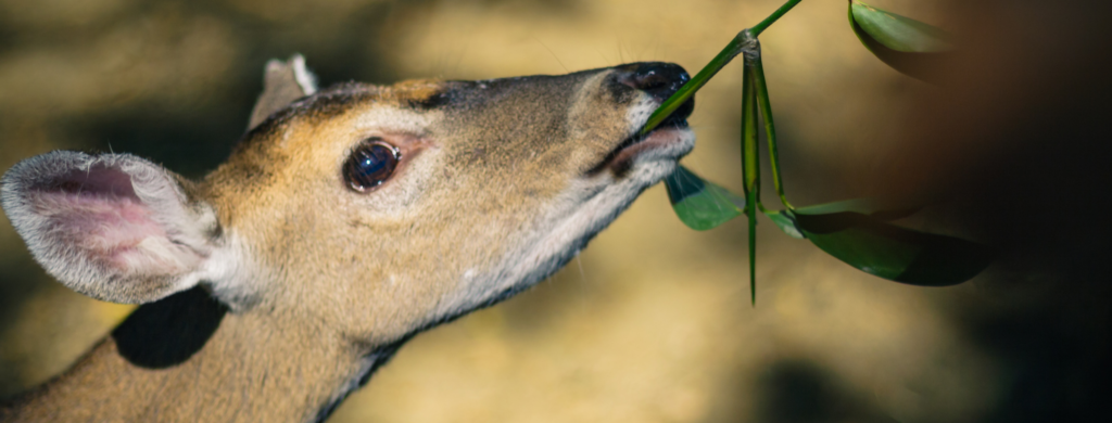 Georgia deer control services. deer repellant