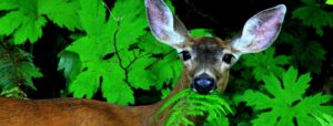 deer control, deer repellant services Virginia