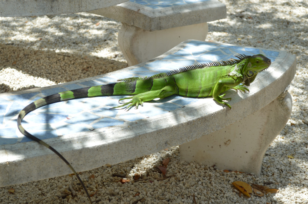 Get rid of iguanas