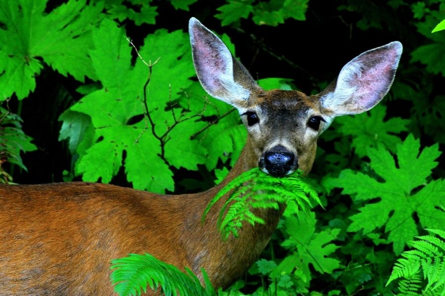 Pennsylvania deer deterrent services