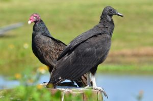 turkey vulture removal, get rid of buzzards