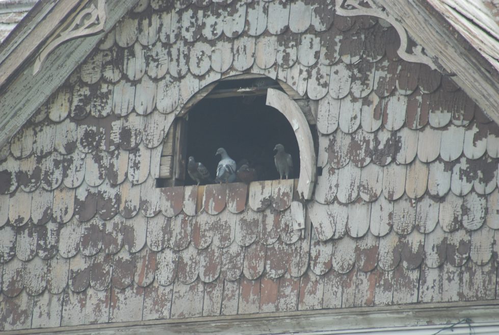 bird in attic