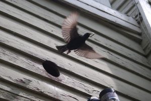 Bird Removal in Terre Haute 