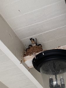 bird nest removal under eaves