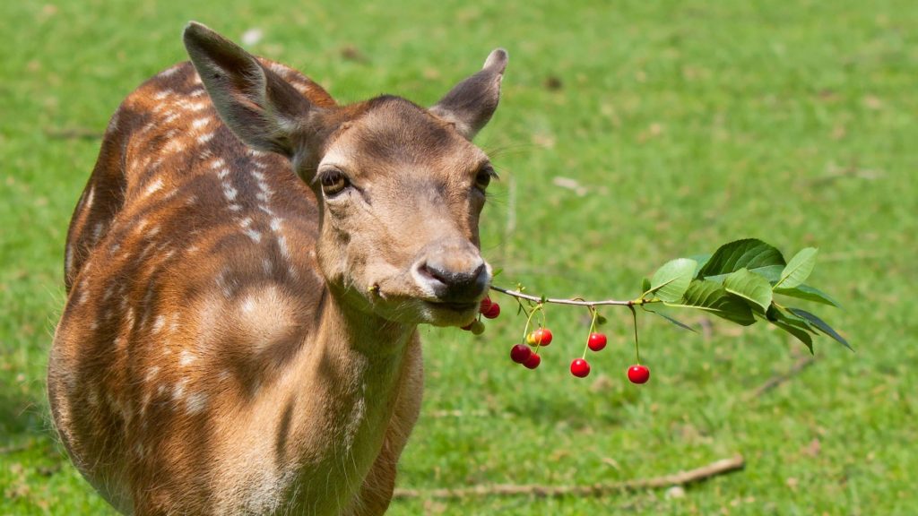 Keep Deer out of your Garden