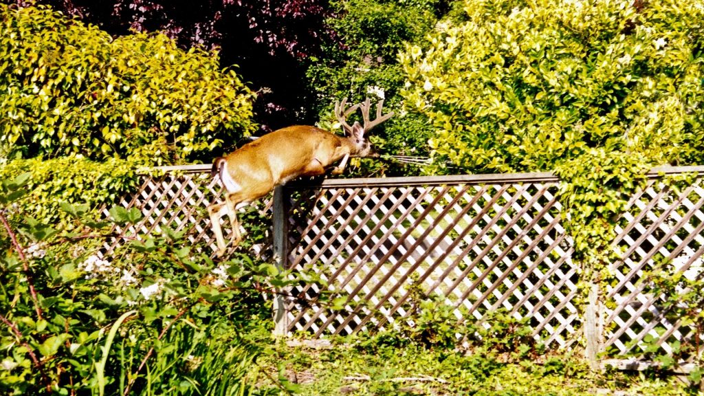 Keep Deer out of your Garden