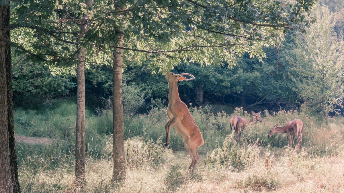 deer control, deer control near me, keep deer away