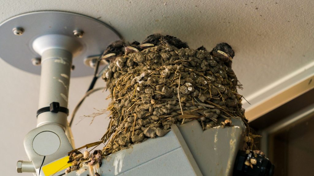 Prevent Birds from Nesting