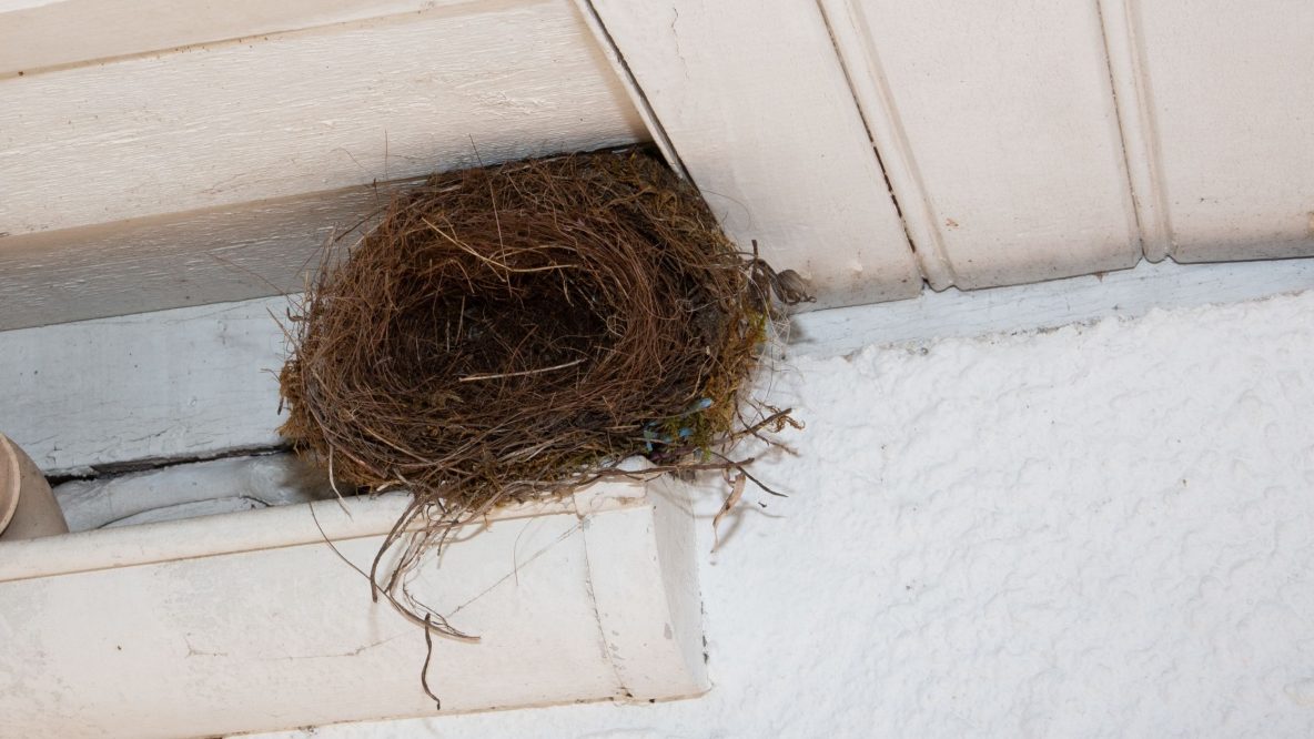 How to Prevent Birds from Nesting on Your Home Wildlife Pros