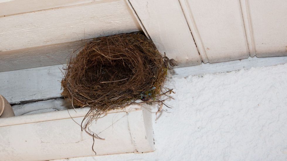 Here's how to Prevent Birds from Nesting around your home