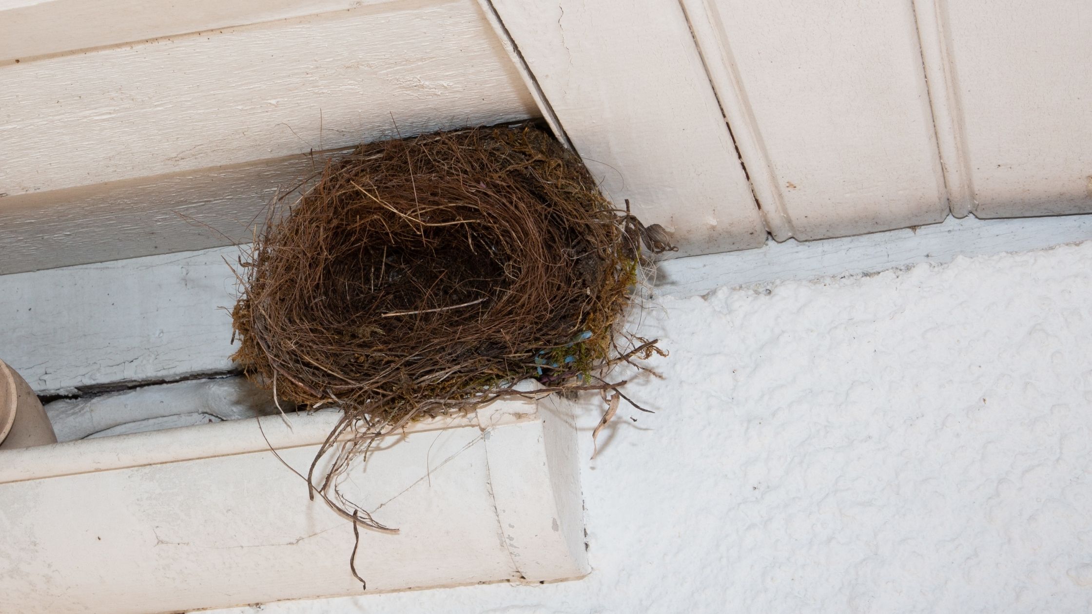 Гнезда птиц под крышей дома. Гнездо ласточки под крышей. Ласточки свили гнездо. Гнездо под крышей. Гнездо ласточки на доме.