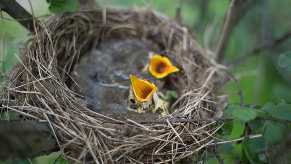 bird nest removal, bird nests, safely remove bird nests