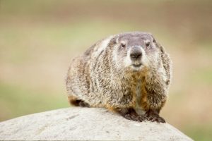 groundhog removal tips