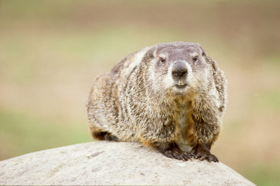 groundhog removal tips