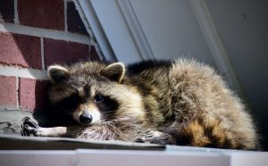 Raccoon removal in Muncie 