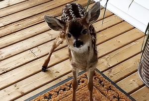 Residential Deer Control Programs