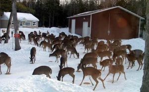 problems with deer overpopulation