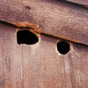 Squirrel Roof damage in need of squirrel hole repair