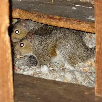 Pair of squirrels in the attic