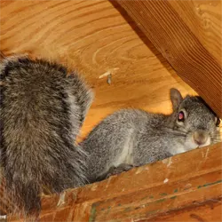 Squirrel in the Wall - Squirrel Services