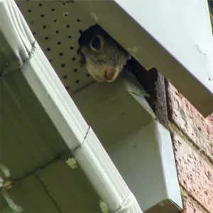 Squirrel in the soffit