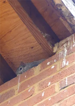 A squirrel in roof issue will cause problems as shown here