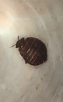 A close look at a bed bug here in South Carolina