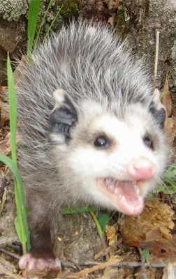 An opossum in South Carolina