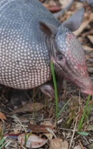Armadillo here in South Carolina