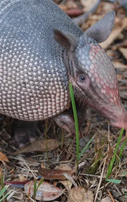Armadillo Trapping Removal