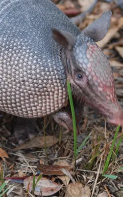 Armadillo Trapping