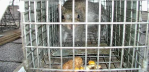 Captured Squirrel that was getting into a nearby roof vent