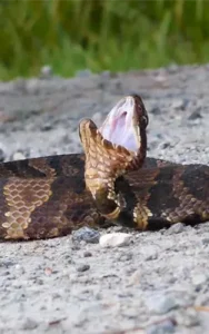 Cottonmouth found here in South Carolina