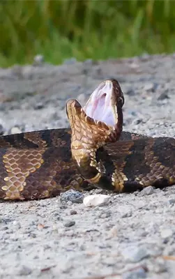 Cottonmouth found here in South Carolina