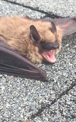 A Large Bat here in Briar Cliff Manor hanging around on the roof