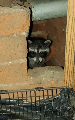A Raccoon in a South Carolina Home looking at one of our wildlife removal traps
