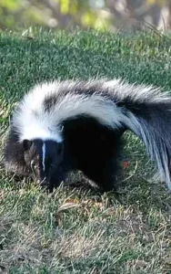 A Skunk here in South Carolina. These animals can be annoying to residents.