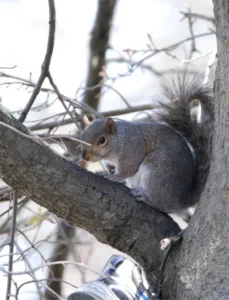 A squirrel in a tree that can easily be a way on your roof and your attic
