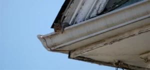 Squirrel in the gutter trying to get into the soffit