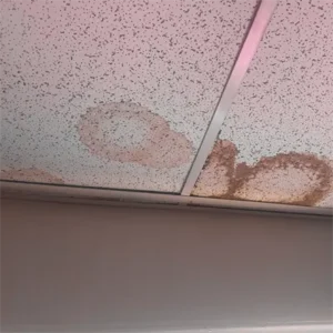 Squirrel urine found in the ceiling